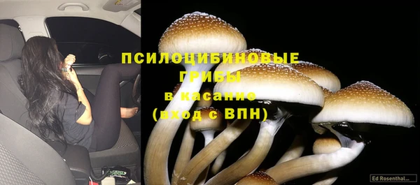 ГАЛЛЮЦИНОГЕННЫЕ ГРИБЫ Горно-Алтайск